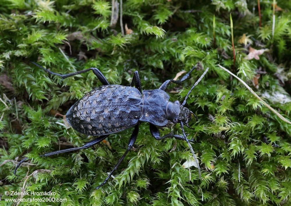 střevlík hrbolatý, Carabus variolosus variolosus (Brouci, Coleoptera)